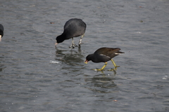 Gallinula chloropus