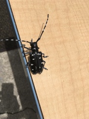 Anoplophora oshimana