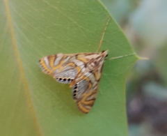 Margarosticha euprepialis