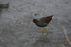 Gallinula chloropus