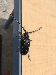 Anoplophora oshimana