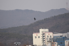 Phalacrocorax capillatus
