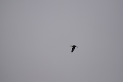 Phalacrocorax capillatus