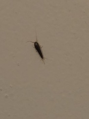 Lepisma