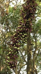 Mucuna macrocarpa