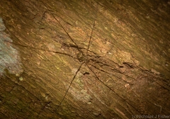 Neopantopsalis pentheter