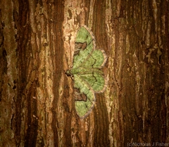 Gymnoscelis callichlora