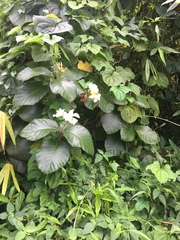 Dioscorea sansibarensis