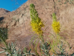 Stanleya pinnata