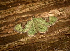 Gymnoscelis callichlora