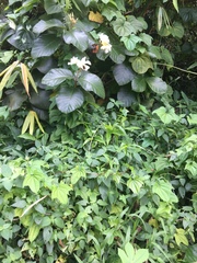 Dioscorea sansibarensis