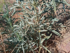 Stanleya pinnata