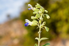 Salvia odam