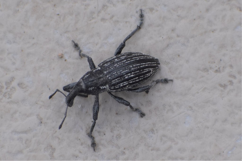 Lepyrus gemellus