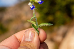 Salvia odam