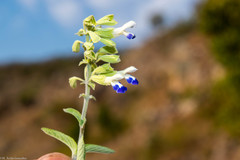Salvia odam