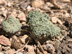 Oreonana vestita