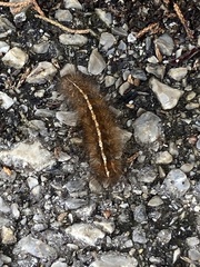 Creatonotos transiens