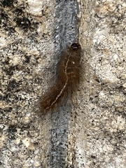 Creatonotos transiens