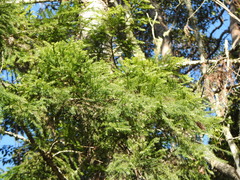 Araucaria cunninghamii