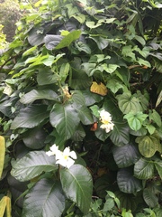 Chonemorpha fragrans