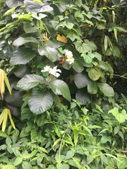 Chonemorpha fragrans