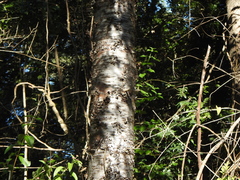 Araucaria cunninghamii