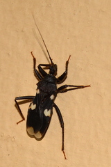 Acanthaspis obscura