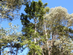 Araucaria cunninghamii