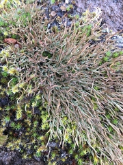 Cladonia cornuta cornuta