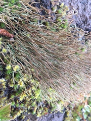 Cladonia cornuta cornuta