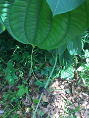 Dioscorea sansibarensis