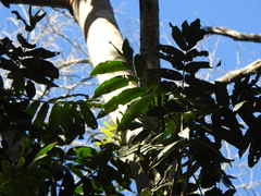 Flindersia schottiana