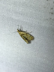 Phtheochroa vitellinana