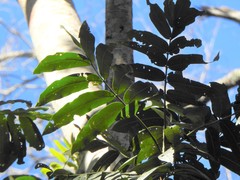 Flindersia schottiana