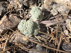 Oreonana vestita