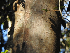 Flindersia schottiana