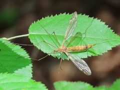 Tipula submaculata