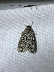 Acronicta heitzmani