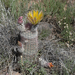 Texas Rainbow Cactus - Photo (c) Christopher Rustay, some rights reserved (CC BY-NC), uploaded by Christopher Rustay