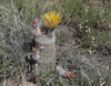 Texas Rainbow Cactus - Photo (c) Christopher Rustay, some rights reserved (CC BY-NC), uploaded by Christopher Rustay