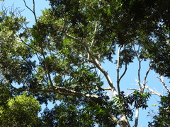 Flindersia schottiana