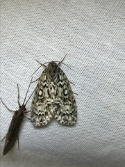 Acronicta heitzmani