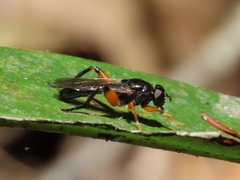 Chalcosyrphus curvaria