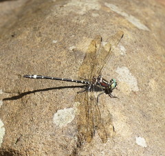 Eusynthemis brevistyla