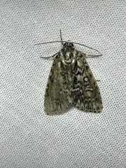Acronicta heitzmani