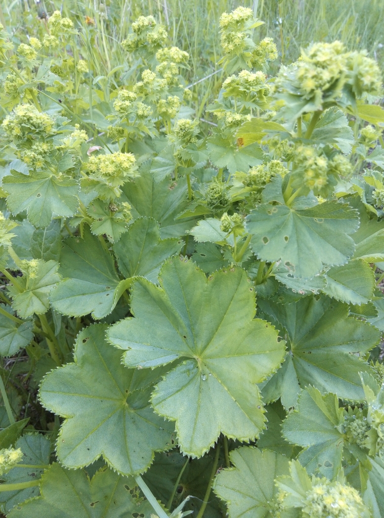 Lady's mantle