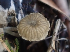 Entoloma austrorhodocalyx