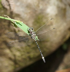 Eusynthemis brevistyla