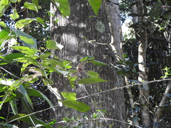 Brachychiton discolor